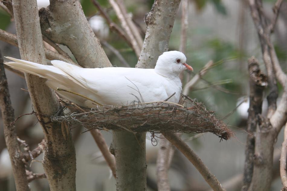 white Bird in Wildlife Nature