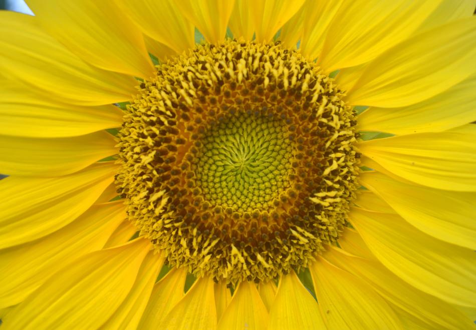 Sun Flower Yellow