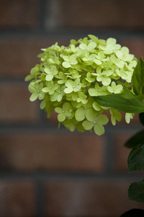 Summer green Flowers