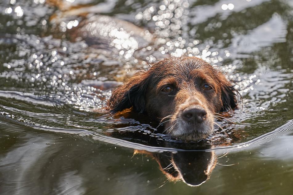Dog Small MunsterlÃ¤nder Water