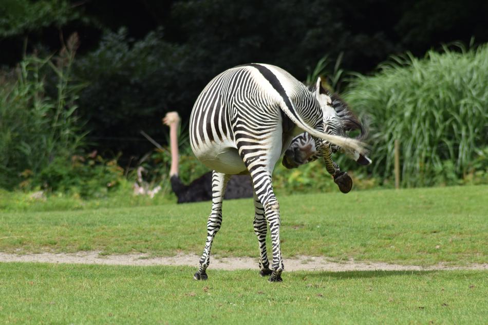 Zebra on lawn in zoo, rear view