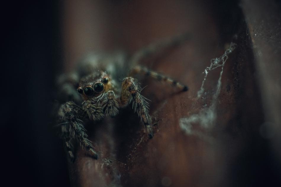 Creepy Animal Insect