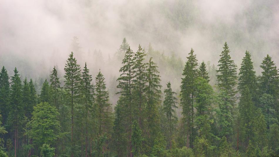 Green Trees scenery