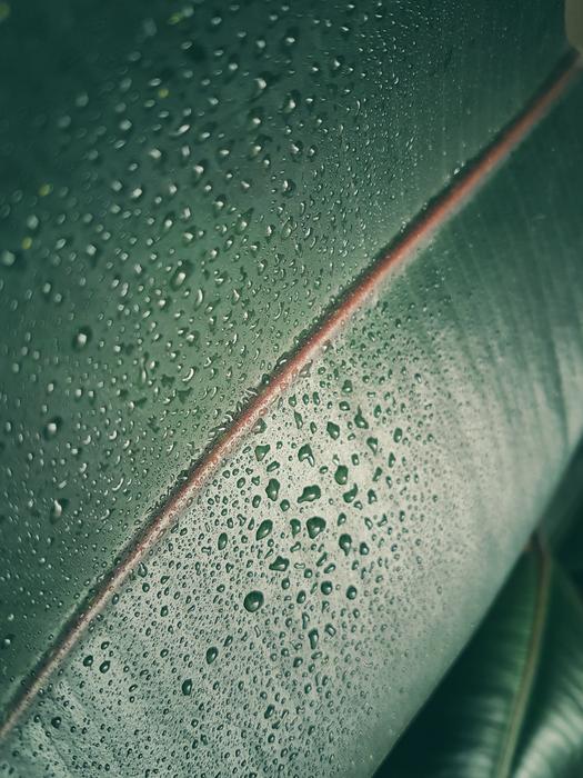 Banana Leaf Green Plant