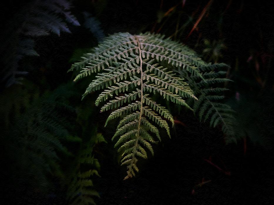 green palm leaf in the dark