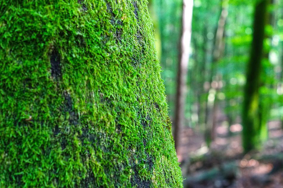 green moss in the forest landscape
