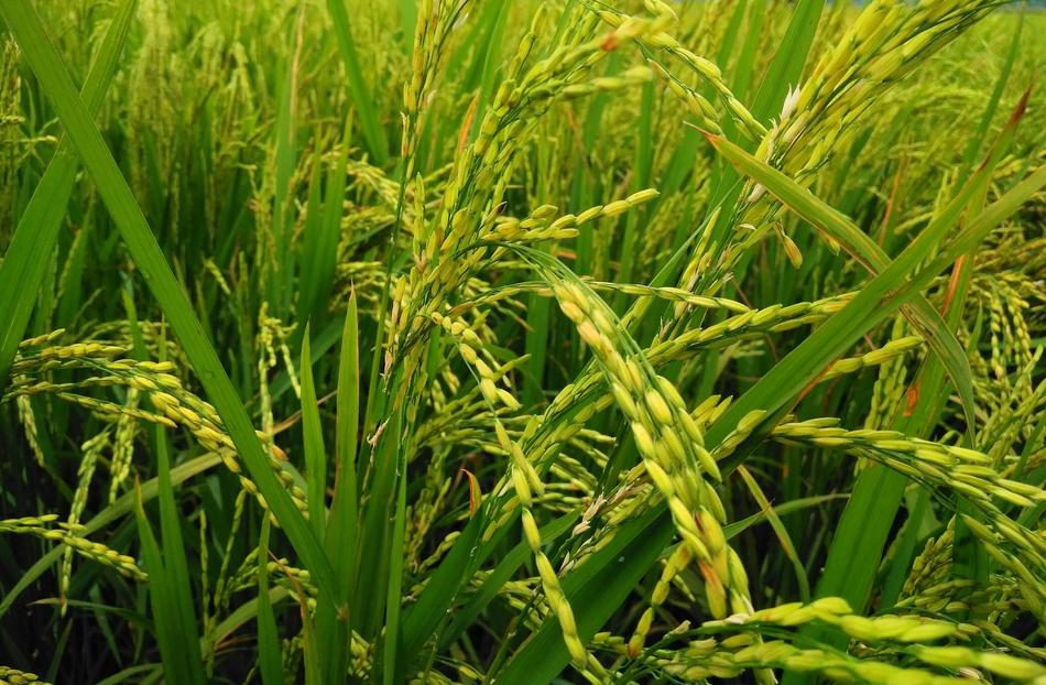 green natural reed