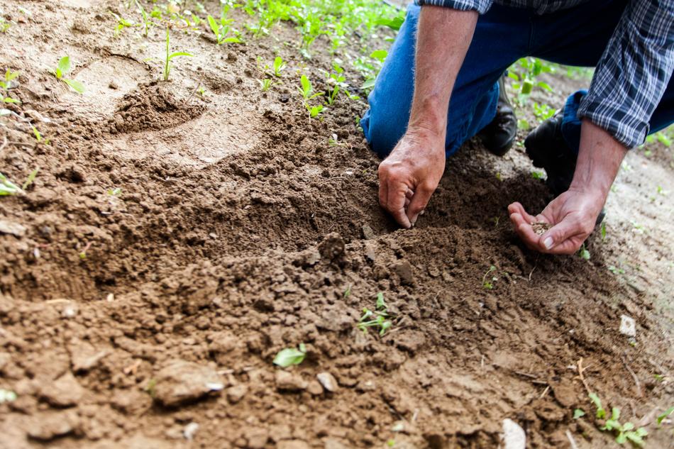 man planting Soil Land