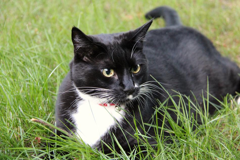 Cat Pet Animal