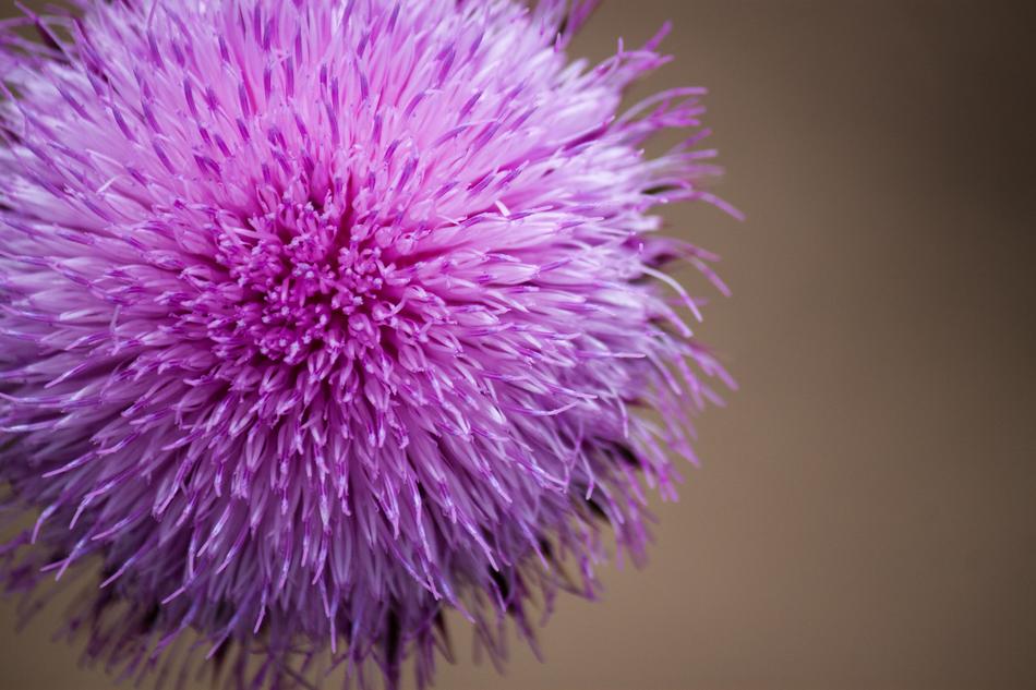 beautiful flower unusual appearance