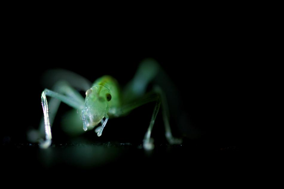 green grasshopper sits in the dark