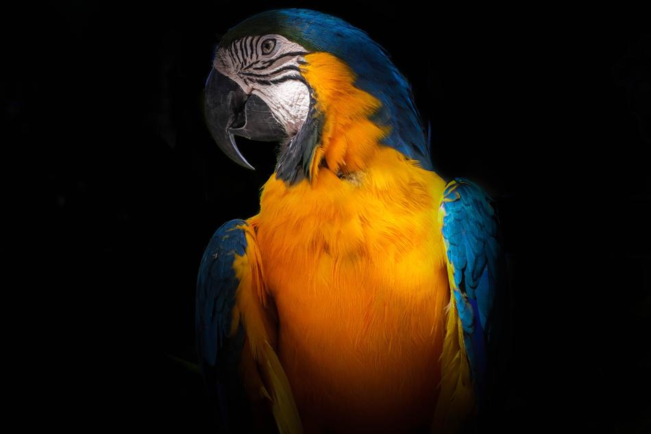exotic parrot on a black background