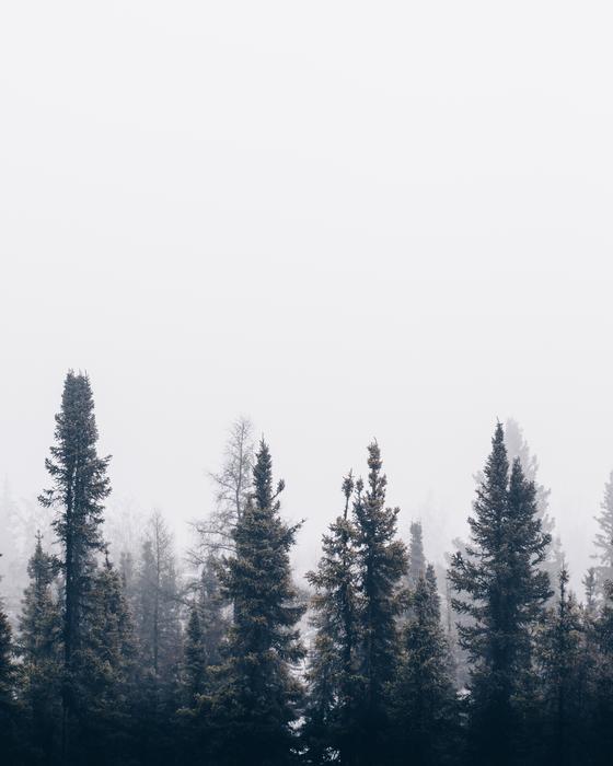 Nature Forest Trees