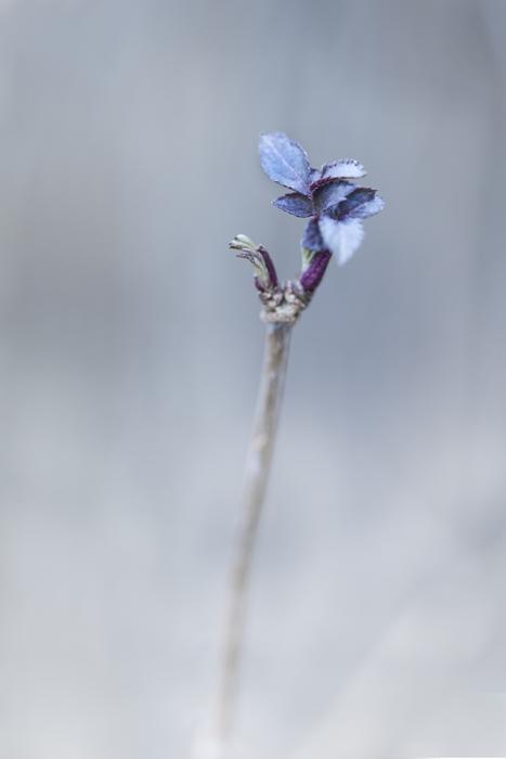blue flower on a fog background