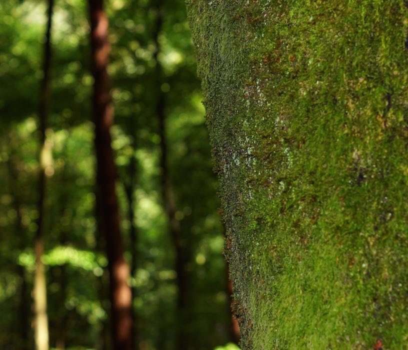 Tree Foam Trunk