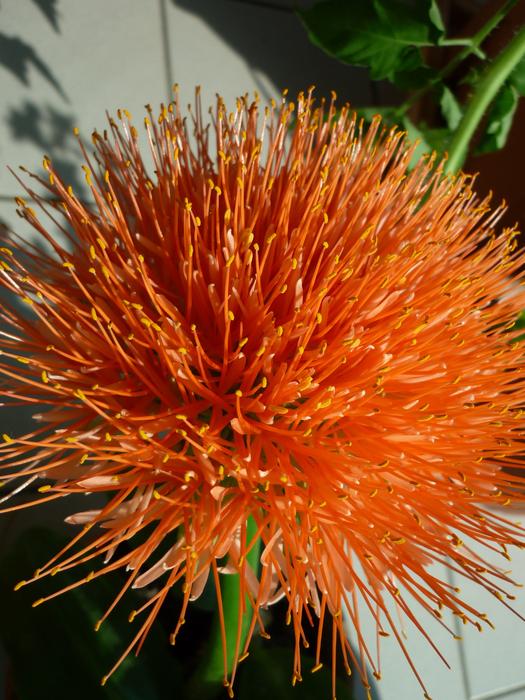orange Flower Leek in Nature