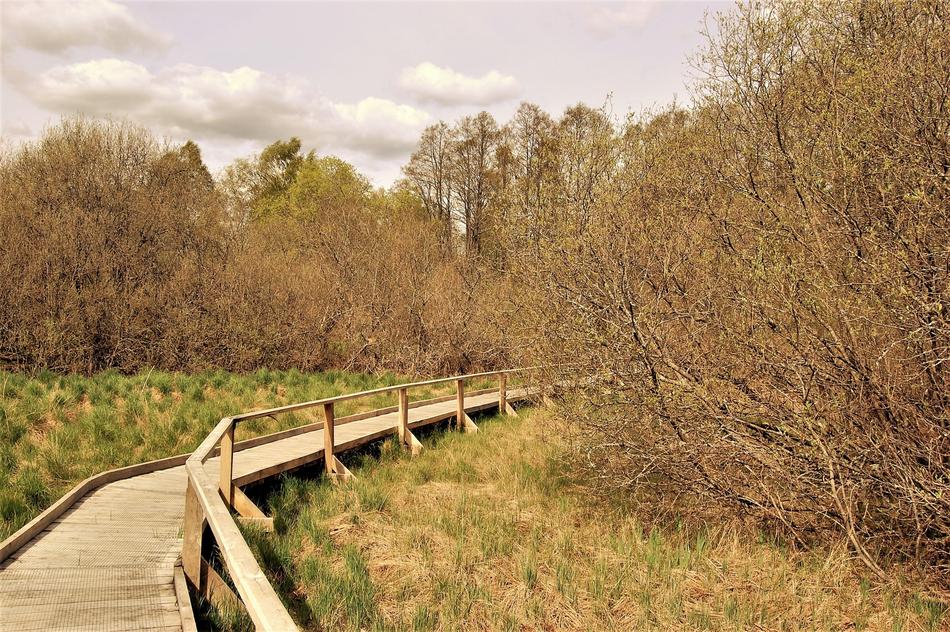 the wooden bridge in the woods is dry