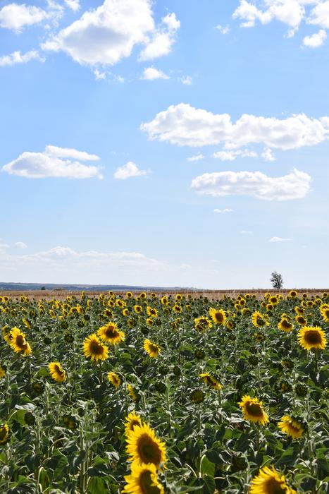 Sunflowers Field and blue sky view