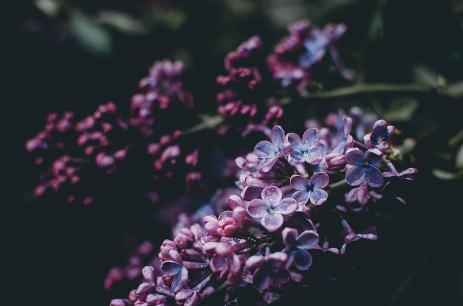 purple flowers in the night
