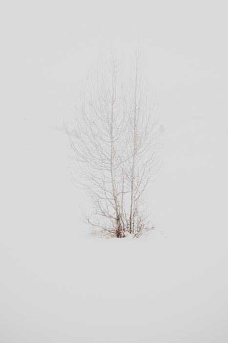 one-legged tree in the snow