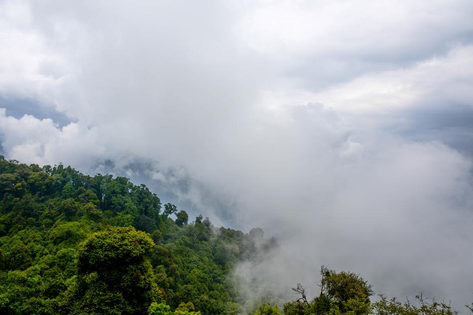 landscape of forest reaching clouds