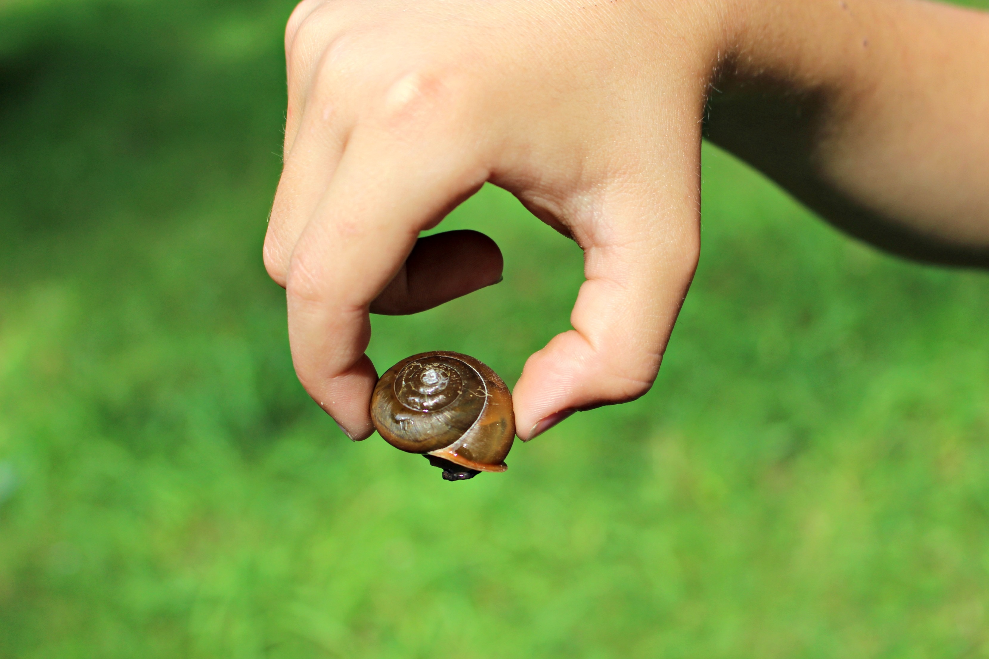 Snail Brown Summer macro blur free image download