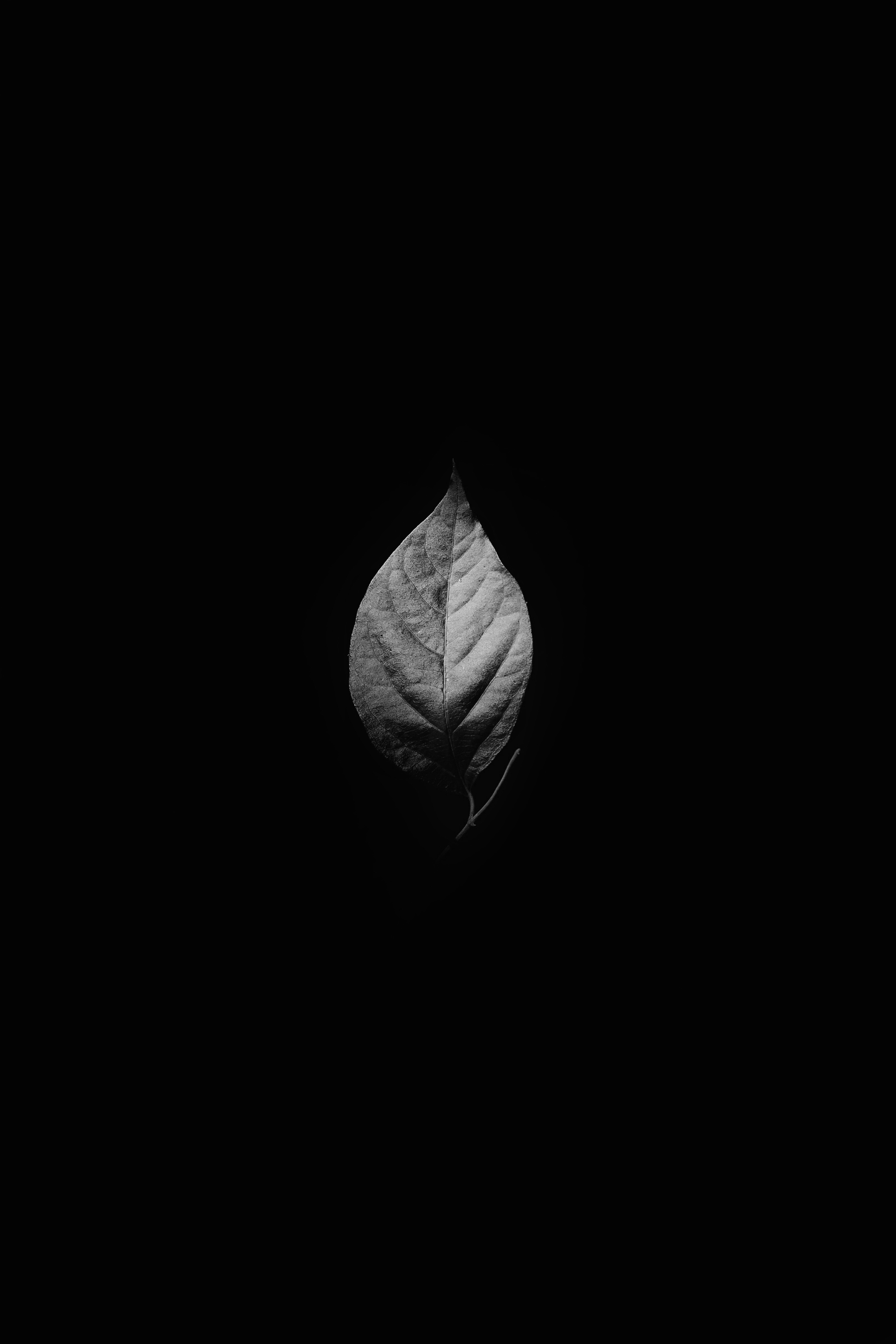 leaves-plant-nature-free-image-download