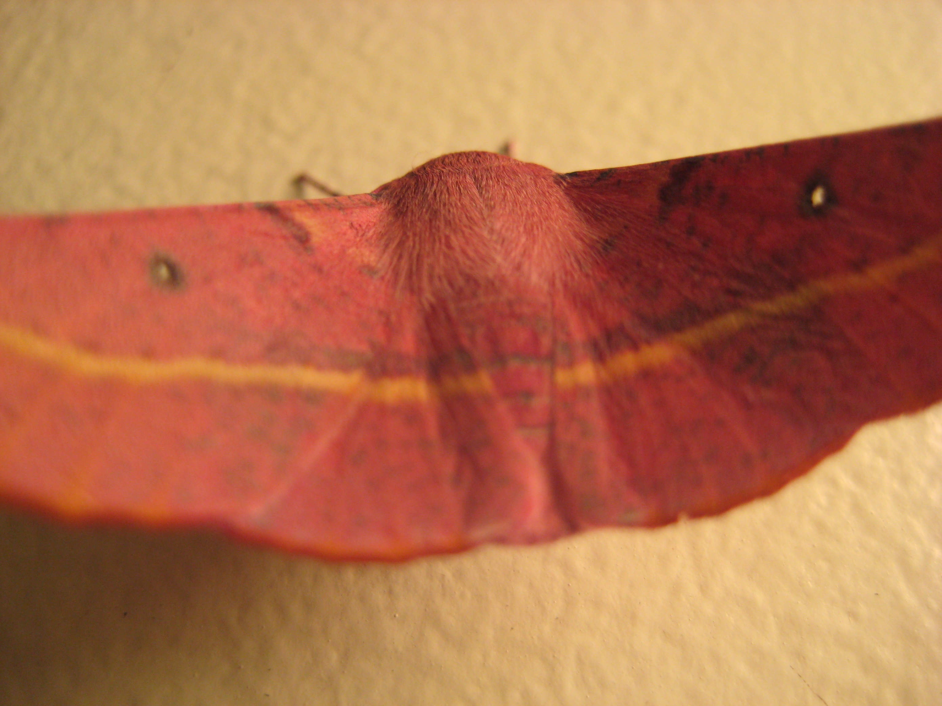 Moth red free image download