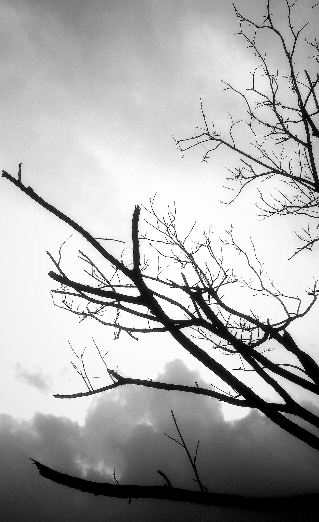 File Size Tree Download