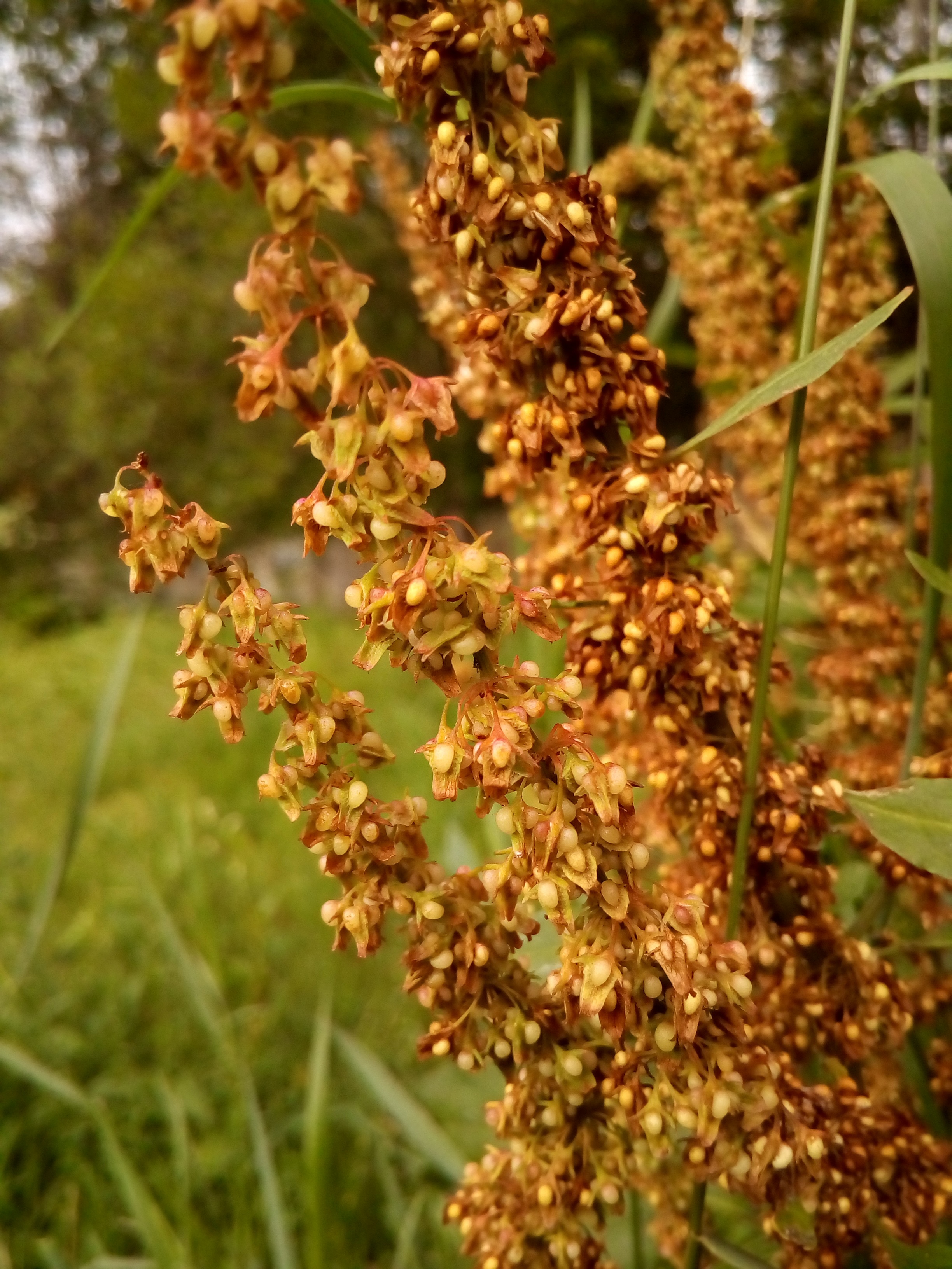 seeds-plant-wild-free-image-download