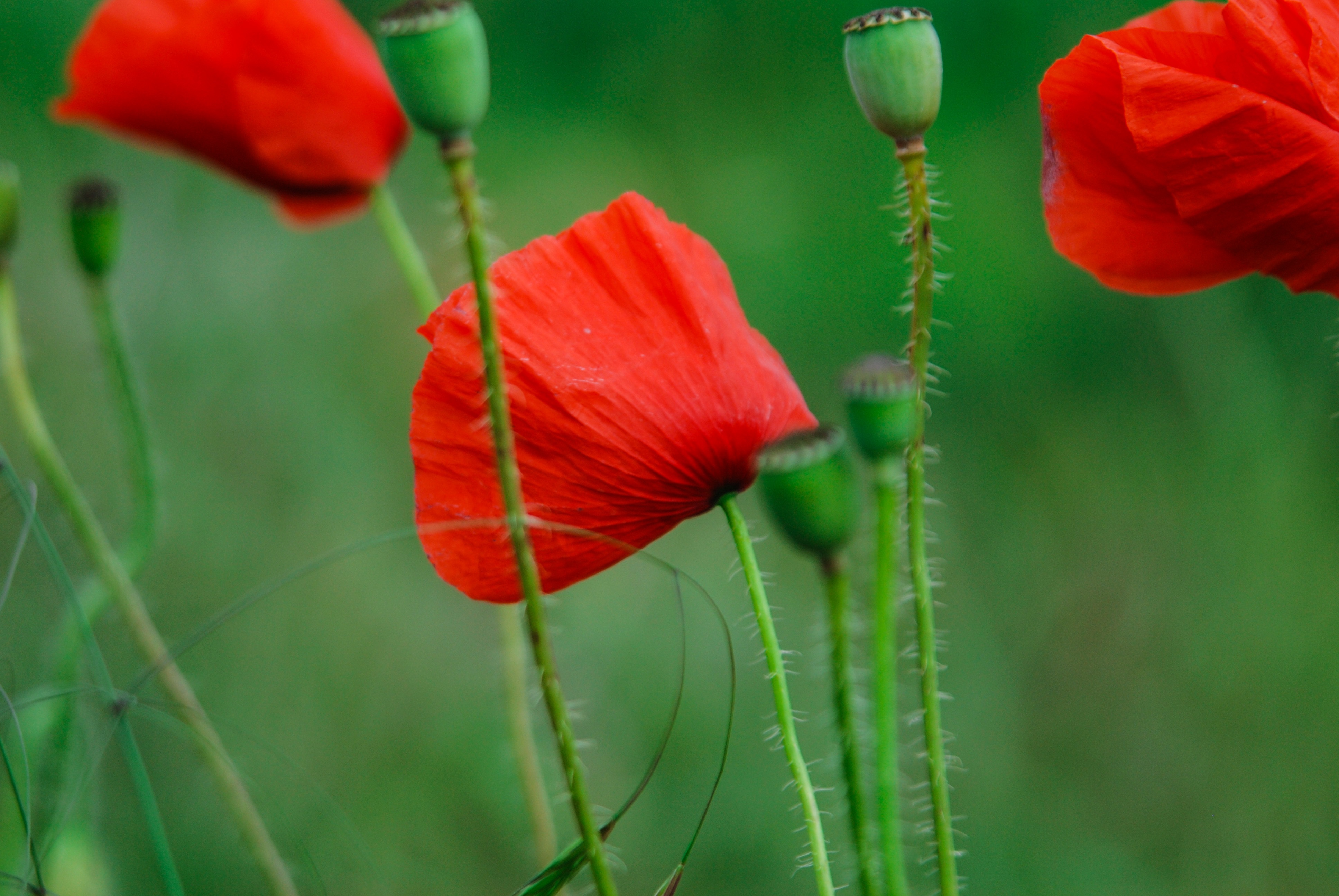 Poppies Green Stems free image download