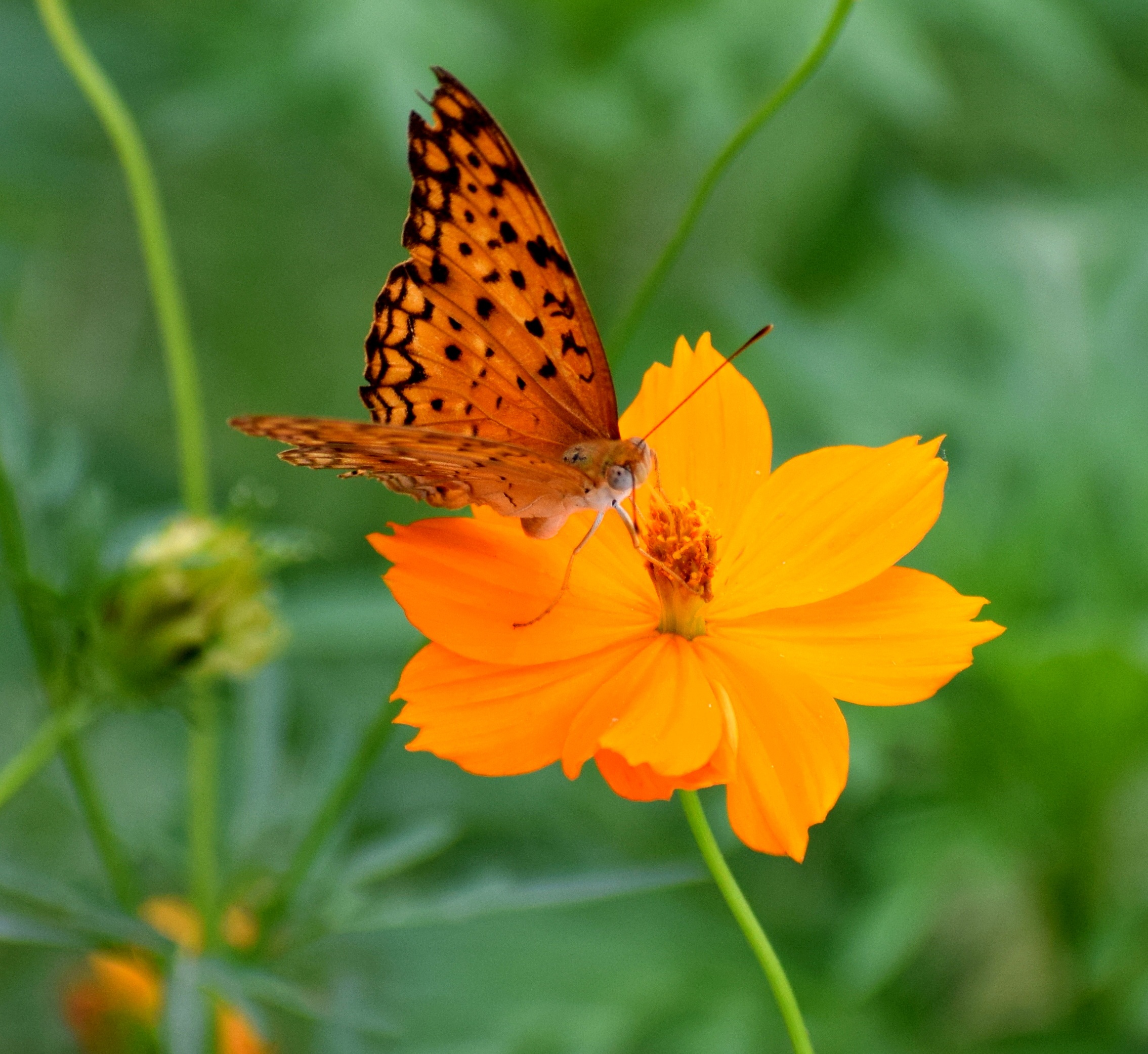 Nature Butterfly Spring free image download