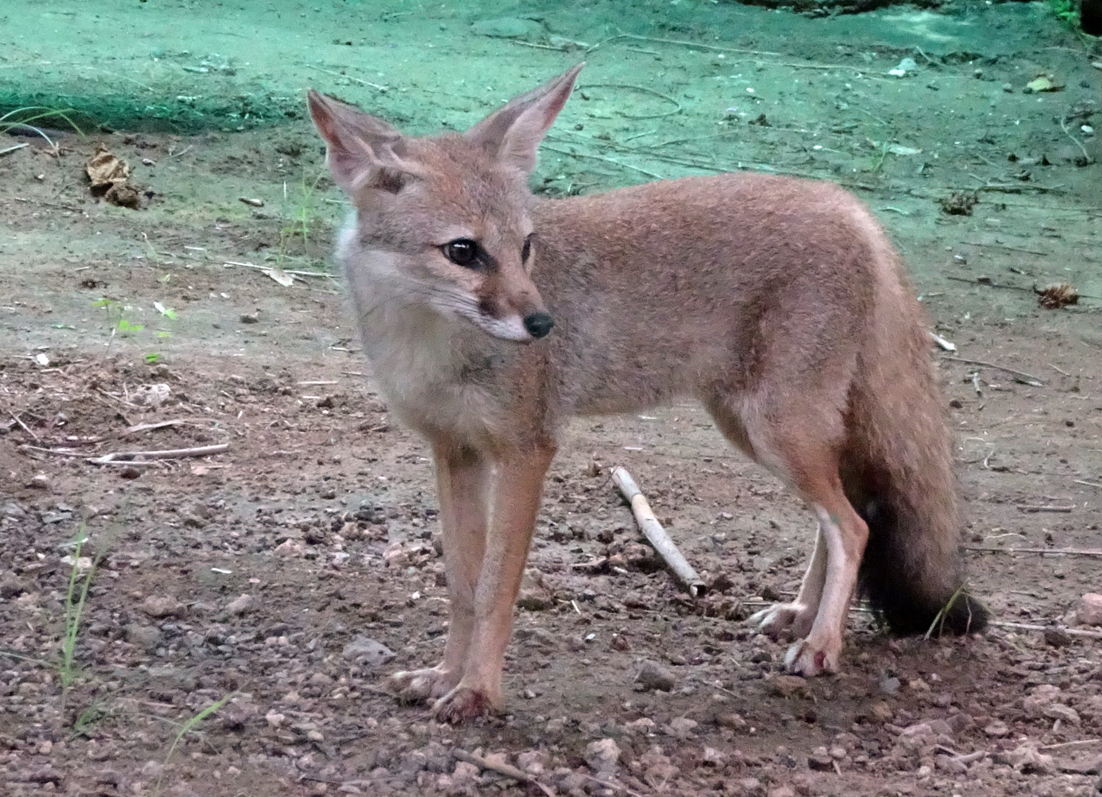 Wild Fox Bengal Vulpes Bengalensis free image download