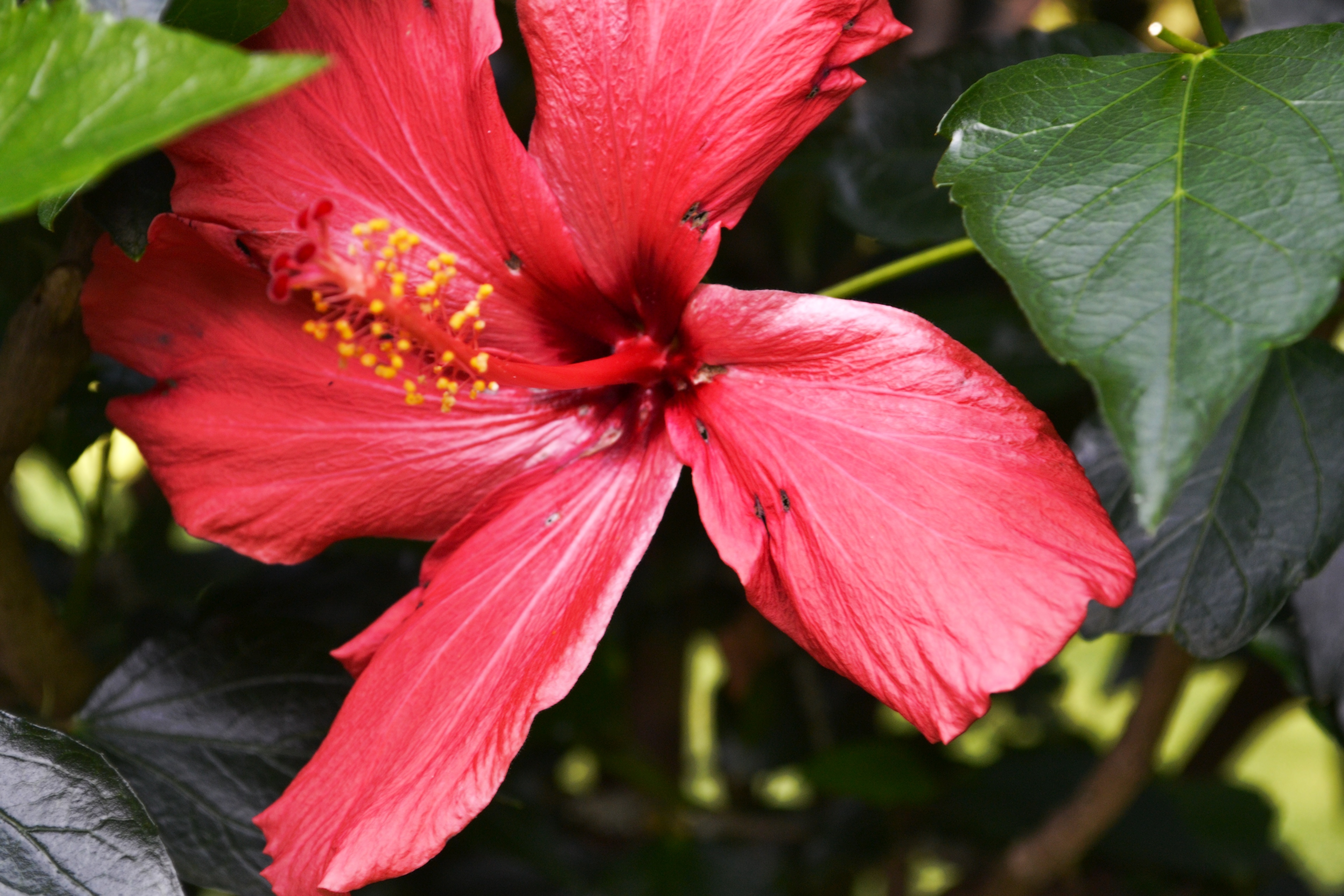 Гибискус пинк. Гибискус Cherry Blossom. Гибискус розовый. Гибискус Apple Blossom. Hibiscus diversifolius.