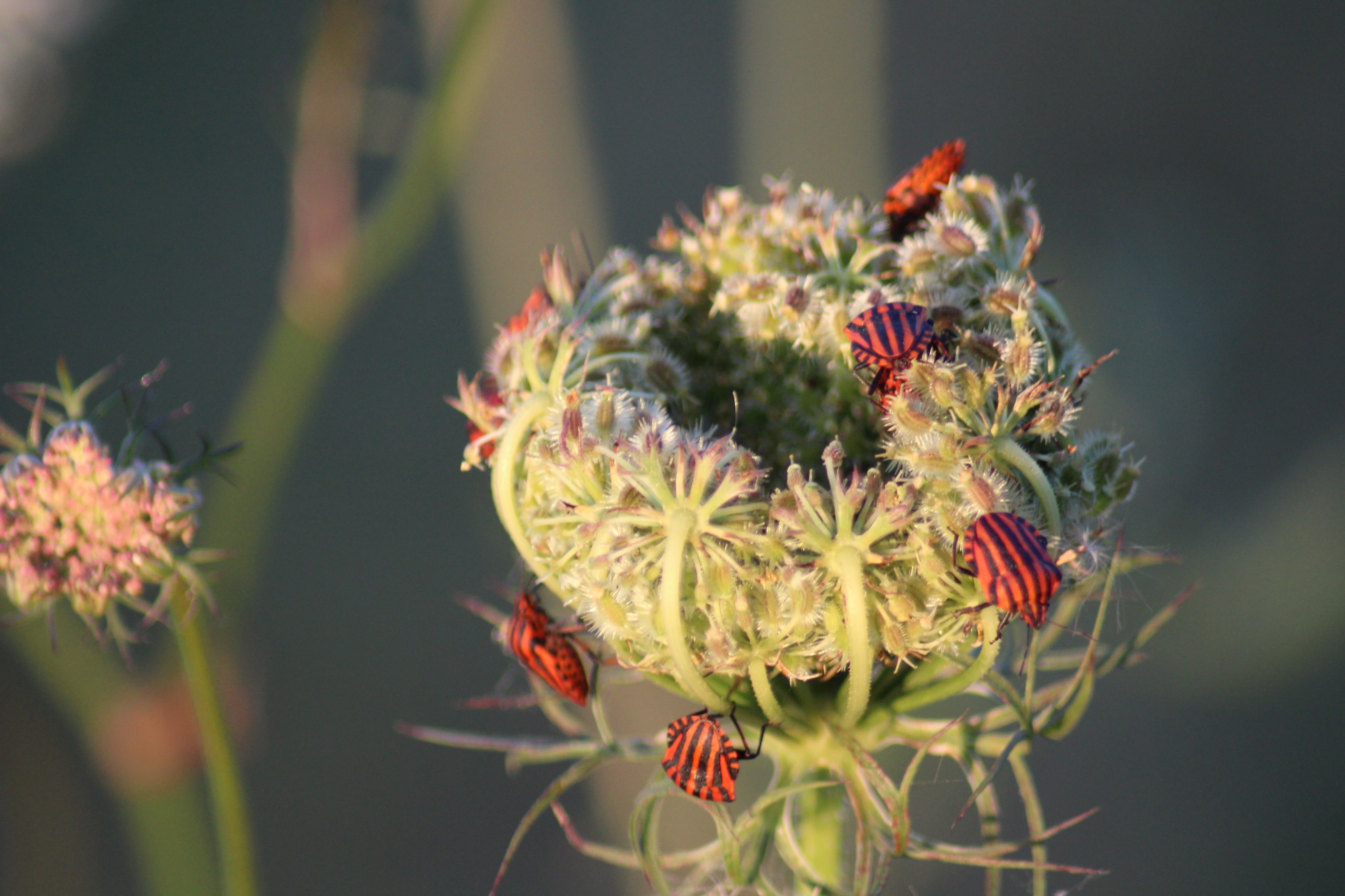 wild-plant-nature-flowers-free-image-download