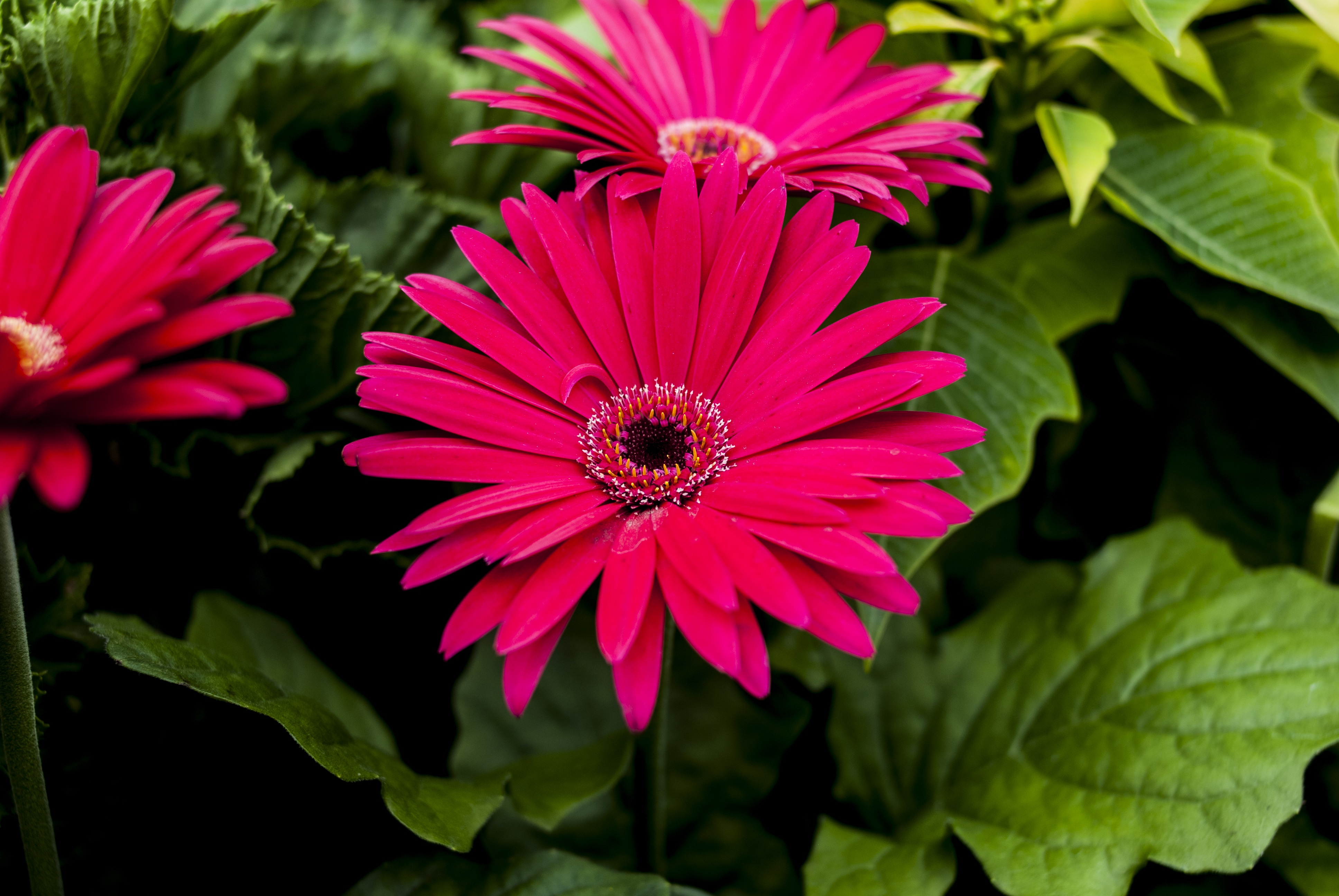Beautiful Flower Nature free image download