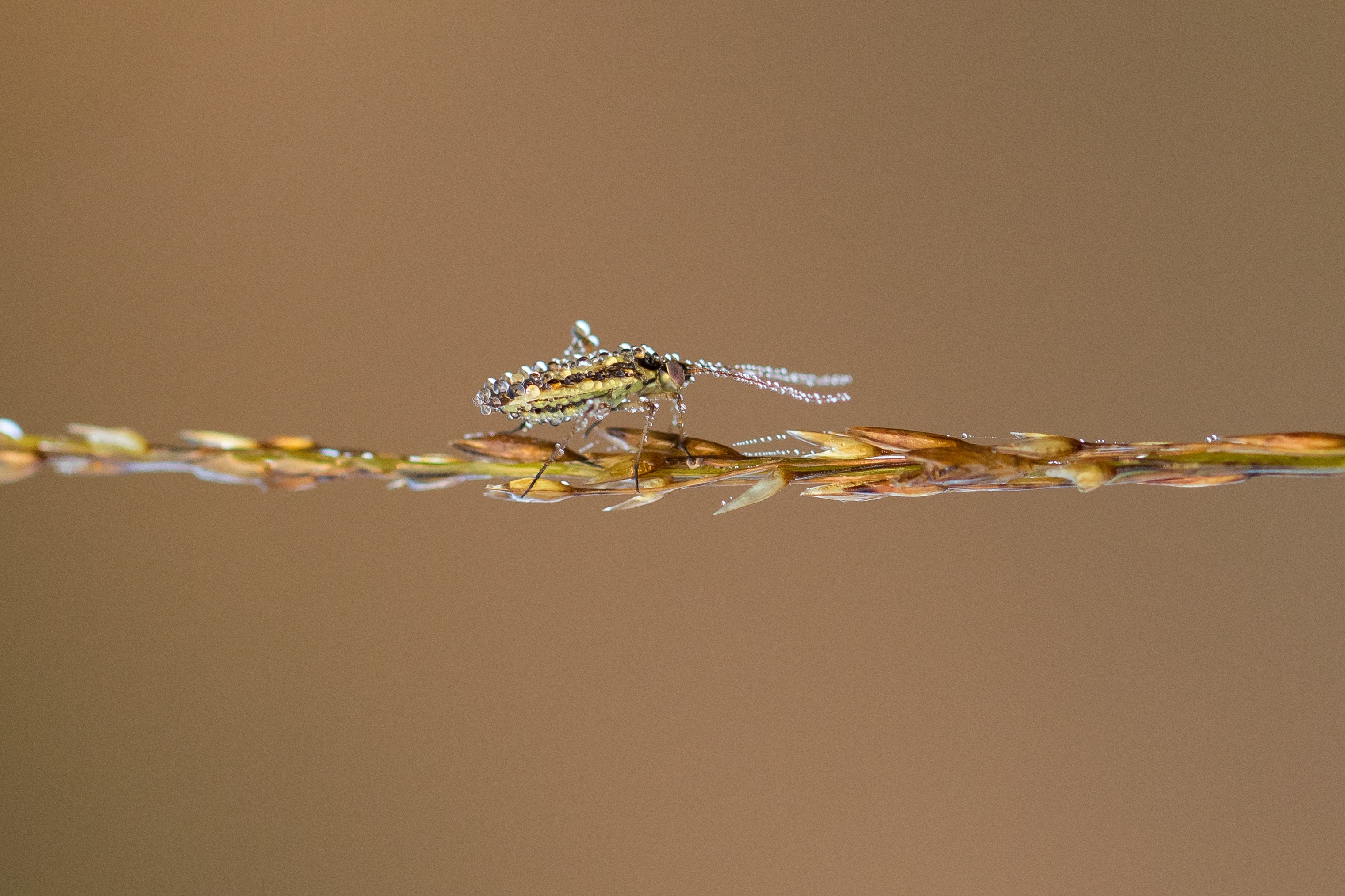 Insect Blade Of Grass Dewdrop free image download