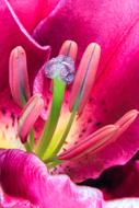 Lily Stamens Blossom