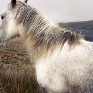 White Horse Animal outdoor