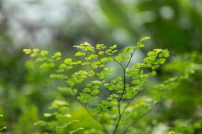 green bush
