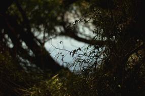 dry plants with a lake
