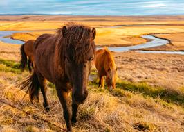 horses on Green Grass Outdoor