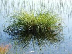 Forest Lake Reflection Summer