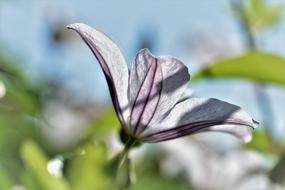 closeup photo of Clematis Flower Blossom