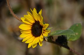 sunflower in the forest