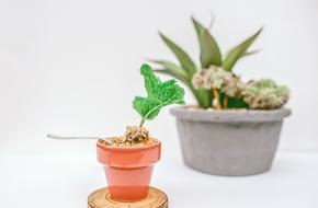 potted cactus