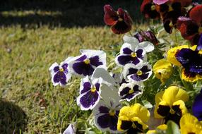 Flower Daisy Blossom