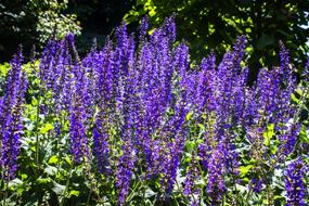 Flowers Lavender Nature