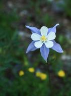 Columbine Blue Bloom