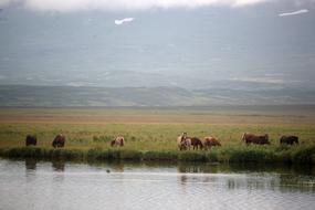 Horses Herd on meadow view